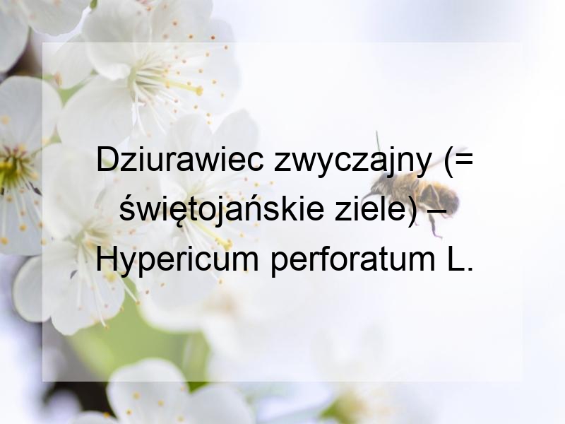 Dziurawiec zwyczajny (= świętojańskie ziele) – Hypericum perforatum L.