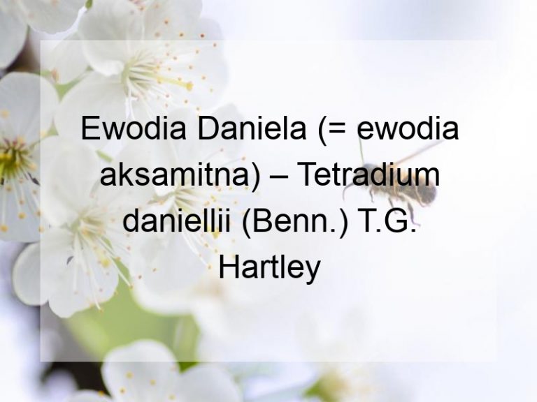 Ewodia Daniela (= ewodia aksamitna) – Tetradium daniellii (Benn.) T.G. Hartley
