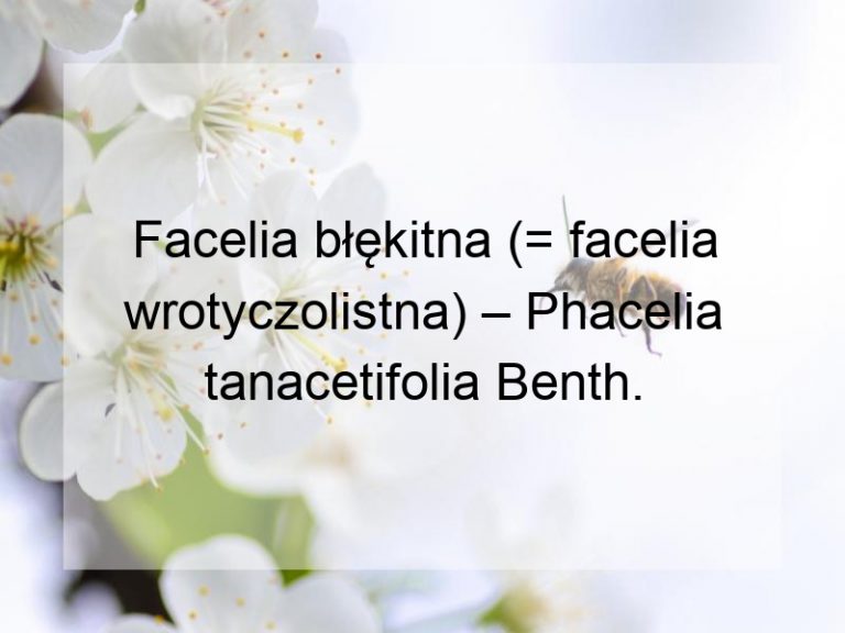 Facelia błękitna (= facelia wrotyczolistna) – Phacelia tanacetifolia Benth.