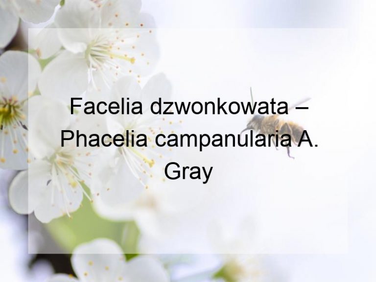 Facelia dzwonkowata – Phacelia campanularia A. Gray