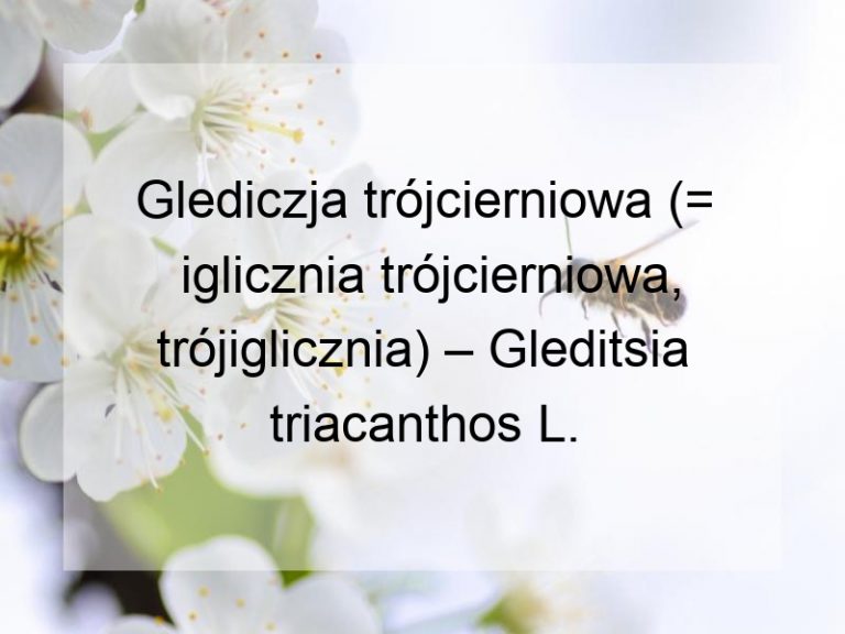 Glediczja trójcierniowa (= iglicznia trójcierniowa, trójiglicznia) – Gleditsia triacanthos L.