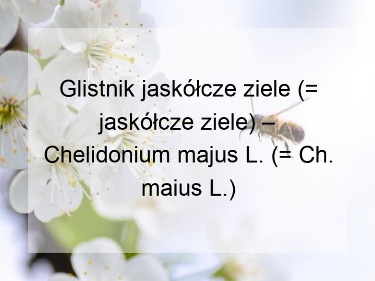 Glistnik jaskółcze ziele (= jaskółcze ziele) – Chelidonium majus L. (= Ch. maius L.)