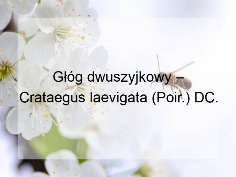 Głóg dwuszyjkowy – Crataegus laevigata (Poir.) DC.