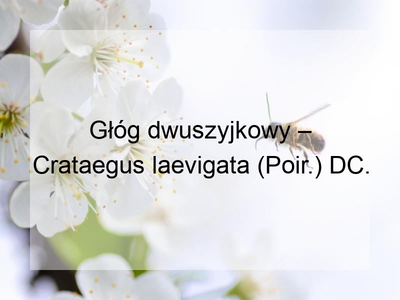 Głóg dwuszyjkowy – Crataegus laevigata (Poir.) DC.