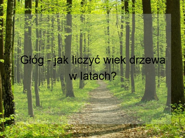 Głóg - jak liczyć wiek drzewa w latach?