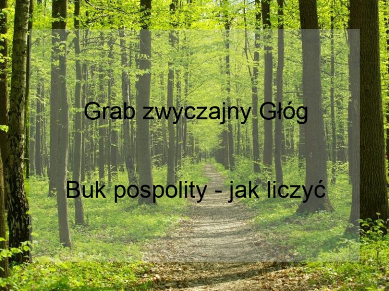 Grab zwyczajny Głóg
Buk pospolity - jak liczyć wiek drzewa w latach?