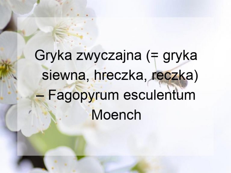 Gryka zwyczajna (= gryka siewna, hreczka, reczka) – Fagopyrum esculentum Moench