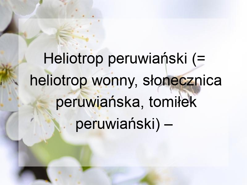 Heliotrop peruwiański (= heliotrop wonny, słonecznica peruwiańska, tomiłek peruwiański) – Heliotropium arborescens L. (= Helitropium peruvianum L.)