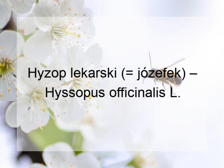 Hyzop lekarski (= józefek) – Hyssopus officinalis L.