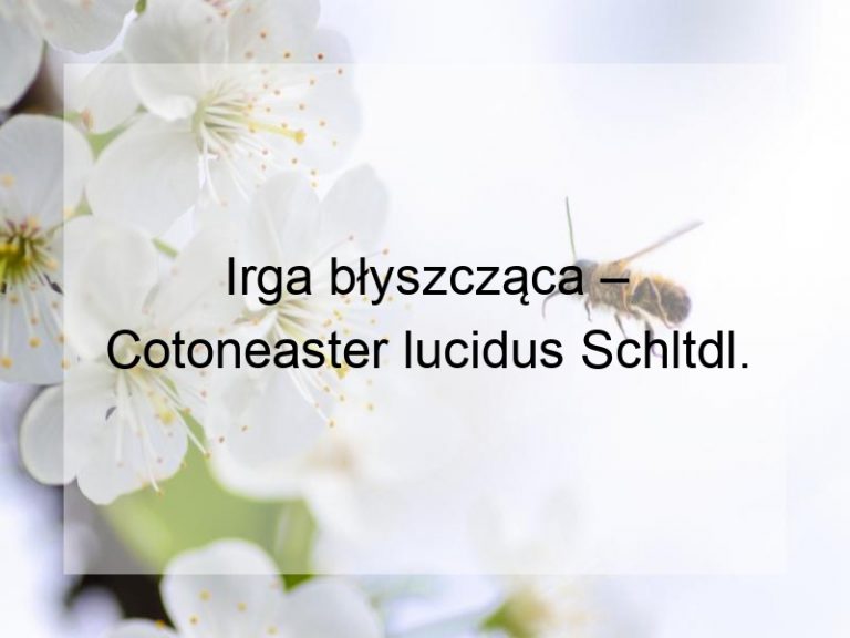Irga błyszcząca – Cotoneaster lucidus Schltdl.