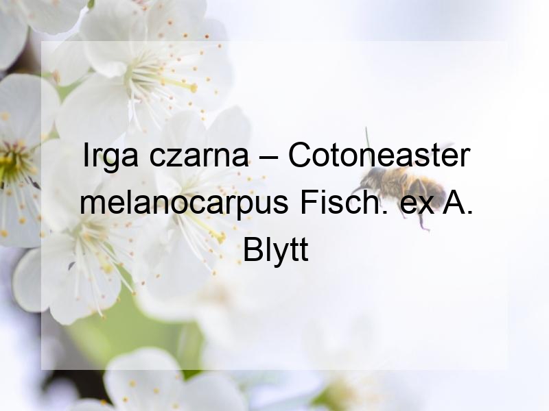 Irga czarna – Cotoneaster melanocarpus Fisch. ex A. Blytt