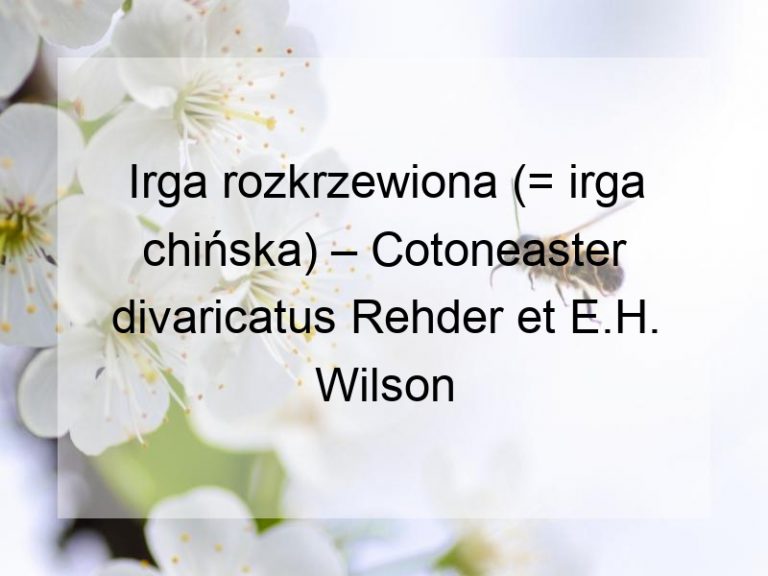 Irga rozkrzewiona (= irga chińska) – Cotoneaster divaricatus Rehder et E.H. Wilson
