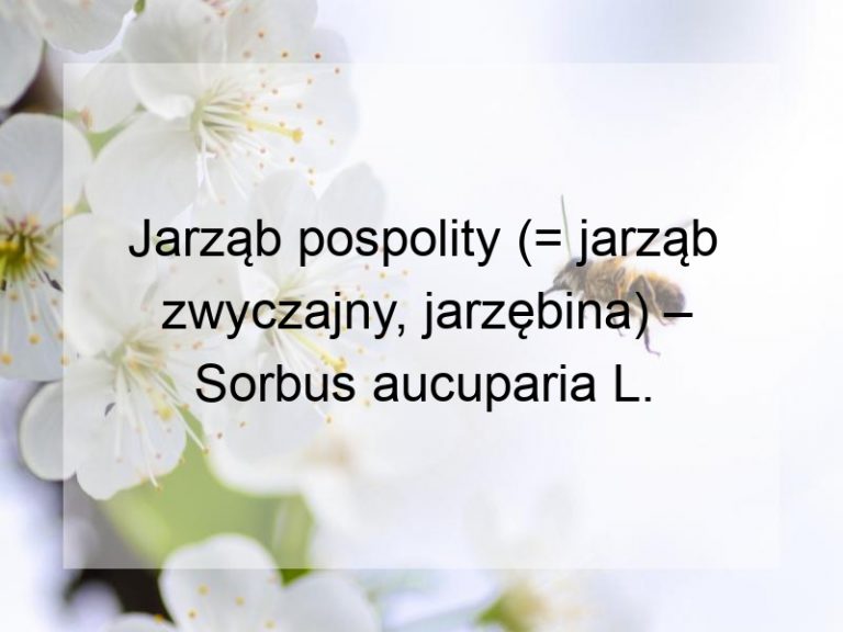 Jarząb pospolity (= jarząb zwyczajny, jarzębina) – Sorbus aucuparia L.