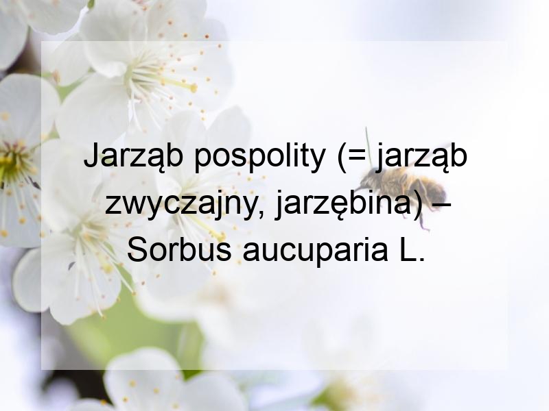 Jarząb pospolity (= jarząb zwyczajny, jarzębina) – Sorbus aucuparia L.
