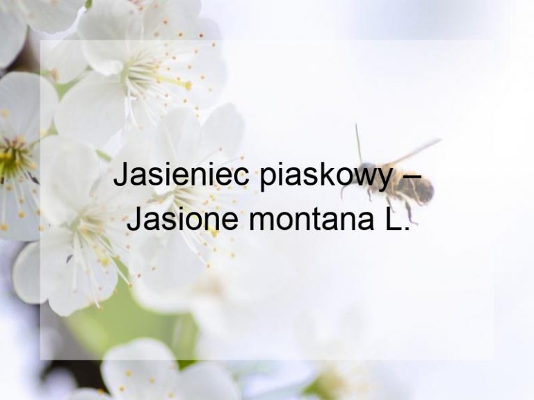 Jasieniec piaskowy – Jasione montana L.