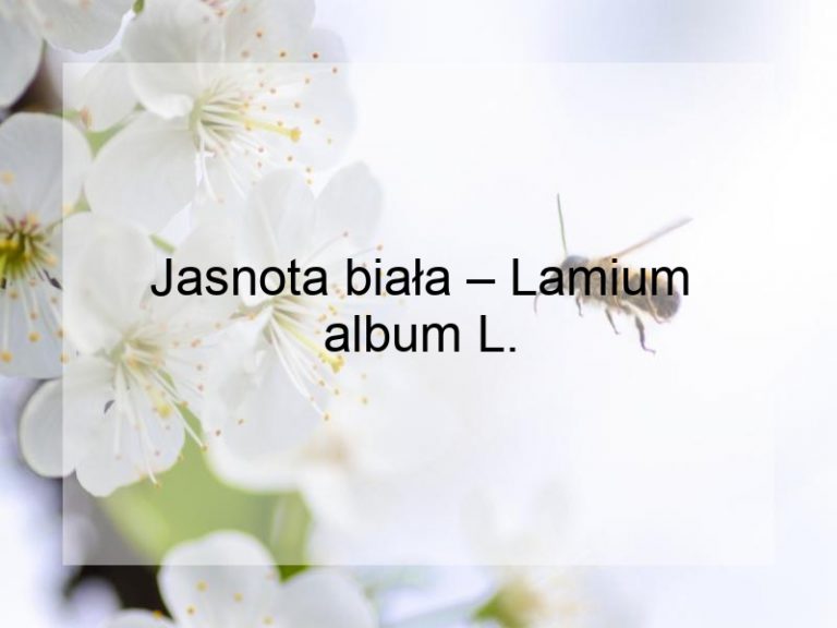 Jasnota biała – Lamium album L.