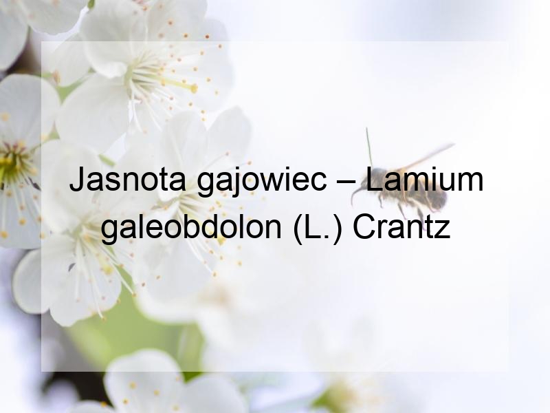 Jasnota gajowiec – Lamium galeobdolon (L.) Crantz
