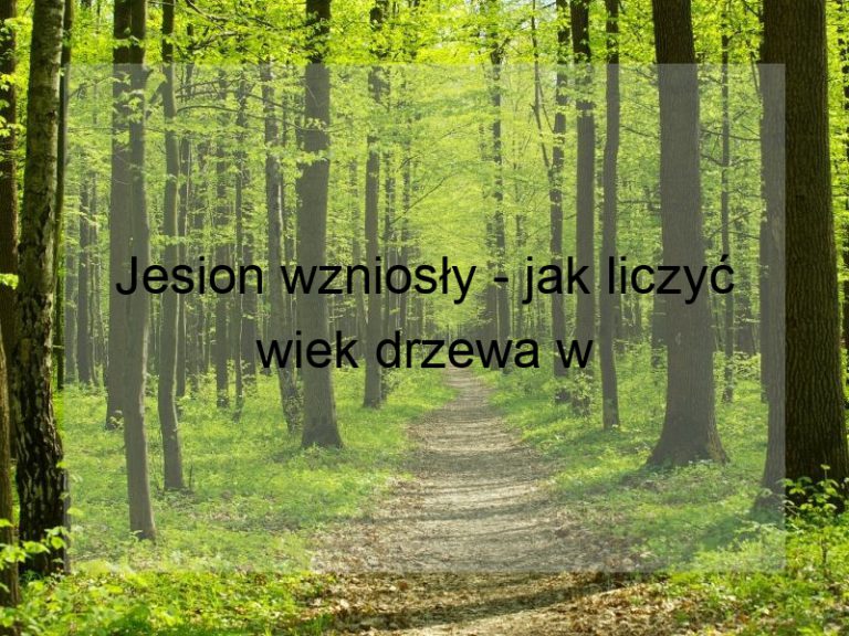 Jesion wzniosły - jak liczyć wiek drzewa w latach?