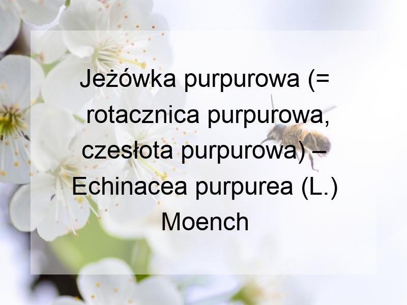 Jeżówka purpurowa (= rotacznica purpurowa, czesłota purpurowa) – Echinacea purpurea (L.) Moench
