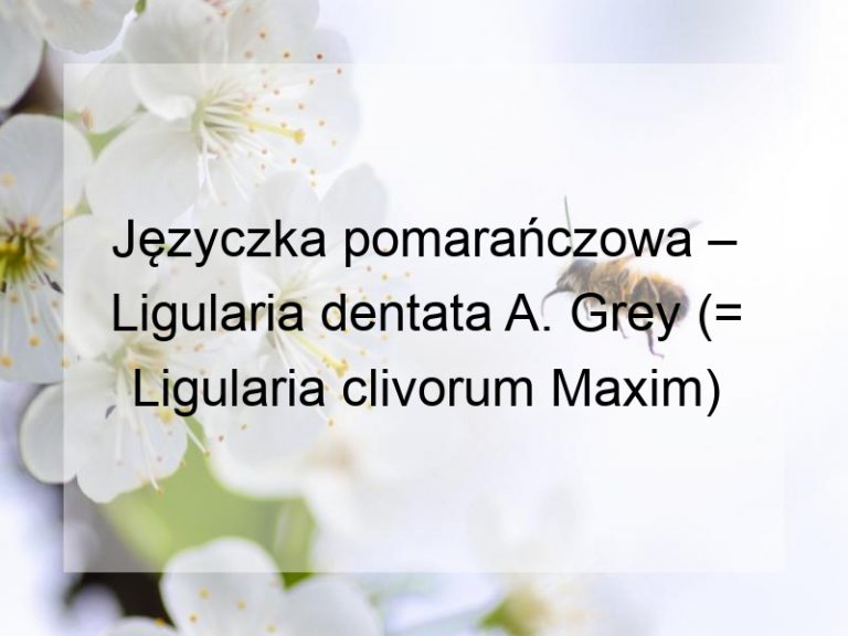 Języczka pomarańczowa – Ligularia dentata A. Grey (= Ligularia clivorum Maxim)