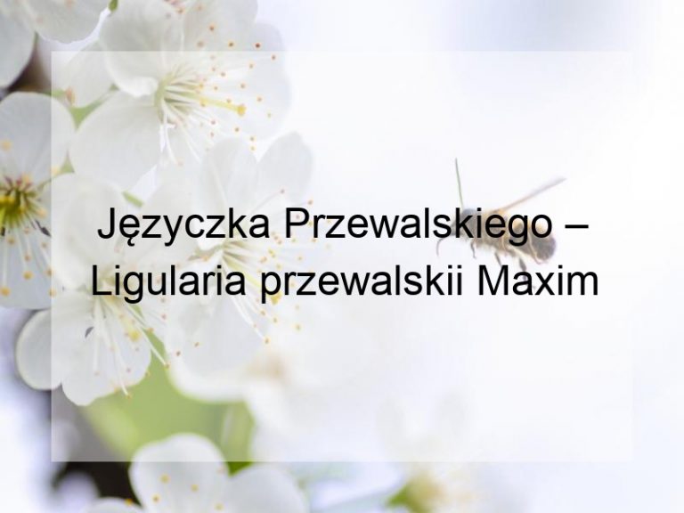 Języczka Przewalskiego – Ligularia przewalskii Maxim