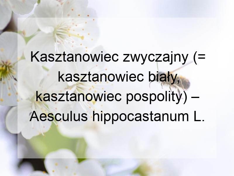 Kasztanowiec zwyczajny (= kasztanowiec biały, kasztanowiec pospolity) – Aesculus hippocastanum L.
