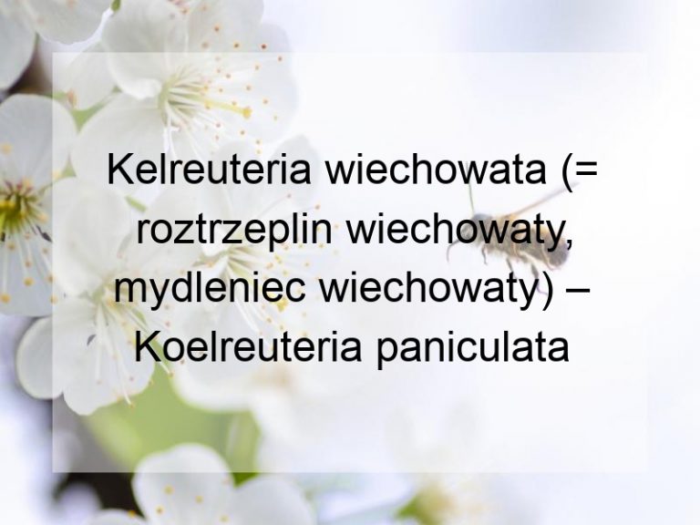 Kelreuteria wiechowata (= roztrzeplin wiechowaty, mydleniec wiechowaty) – Koelreuteria paniculata Laxm.