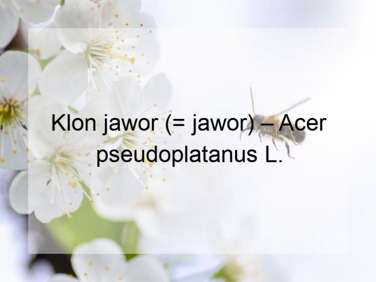 Klon jawor (= jawor) – Acer pseudoplatanus L.