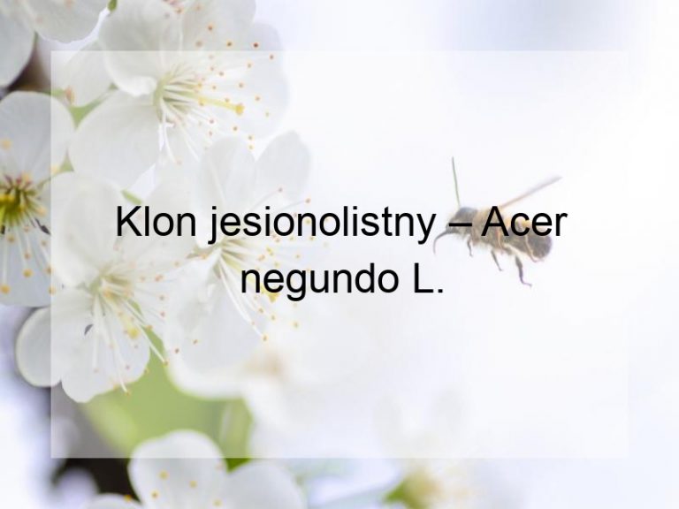 Klon jesionolistny – Acer negundo L.