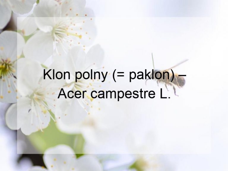 Klon polny (= paklon) – Acer campestre L.