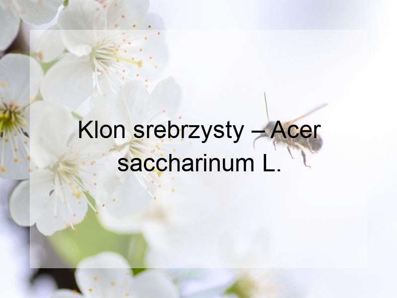 Klon srebrzysty – Acer saccharinum L.