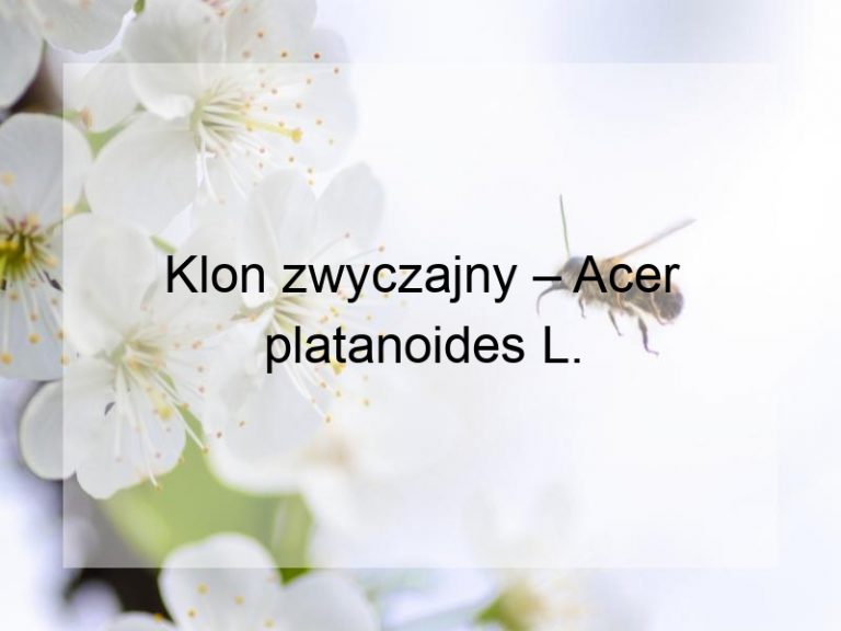 Klon zwyczajny – Acer platanoides L.