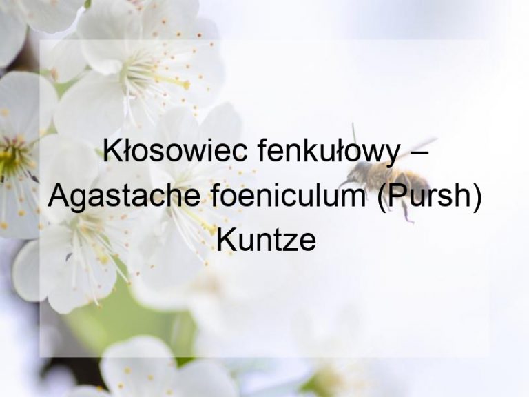Kłosowiec fenkułowy – Agastache foeniculum (Pursh) Kuntze