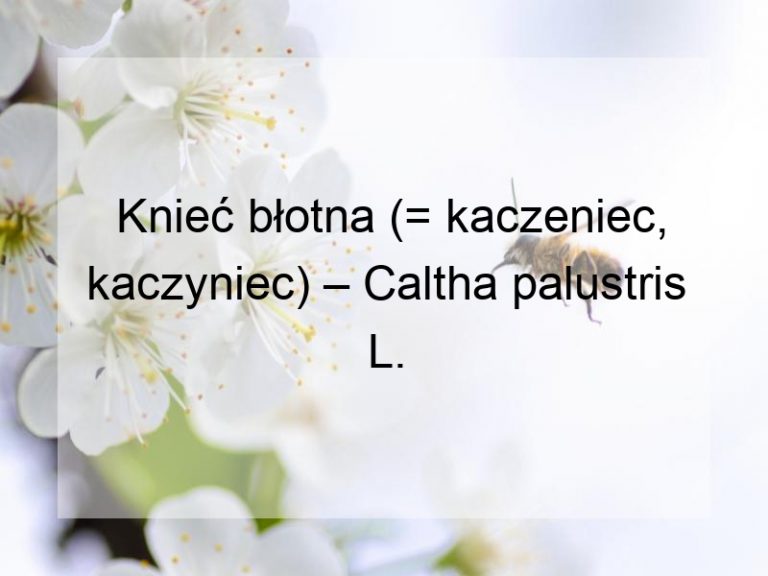 Knieć błotna (= kaczeniec, kaczyniec) – Caltha palustris L.