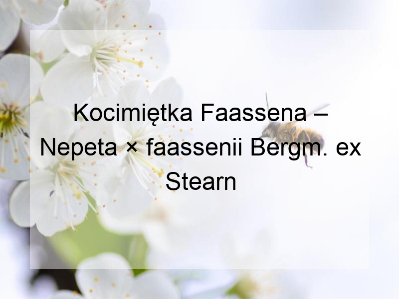 Kocimiętka Faassena – Nepeta × faassenii Bergm. ex Stearn
