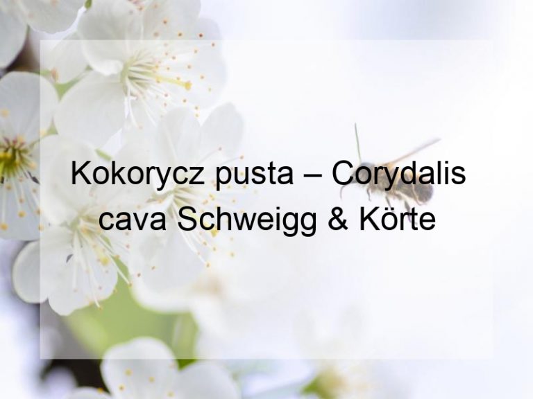 Kokorycz pusta – Corydalis cava Schweigg & Körte