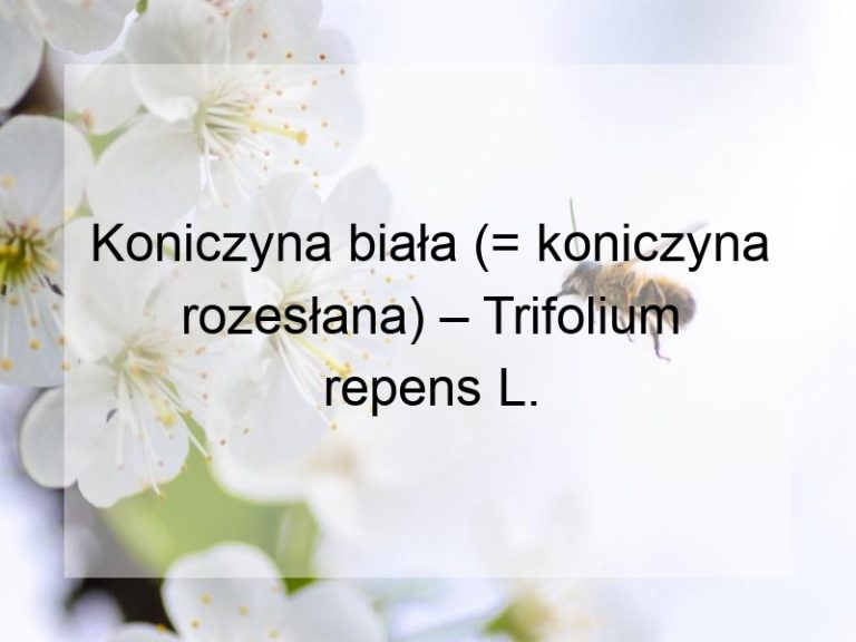 Koniczyna biała (= koniczyna rozesłana) – Trifolium repens L.