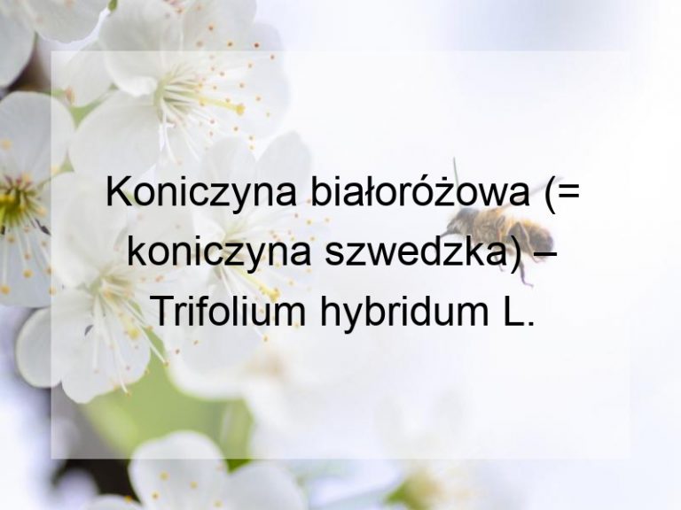 Koniczyna białoróżowa (= koniczyna szwedzka) – Trifolium hybridum L.