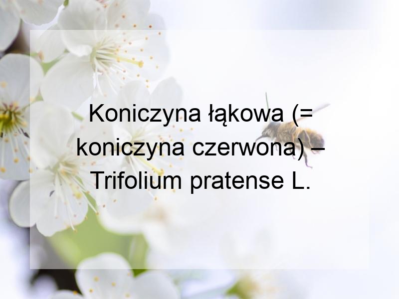 Koniczyna łąkowa (= koniczyna czerwona) – Trifolium pratense L.