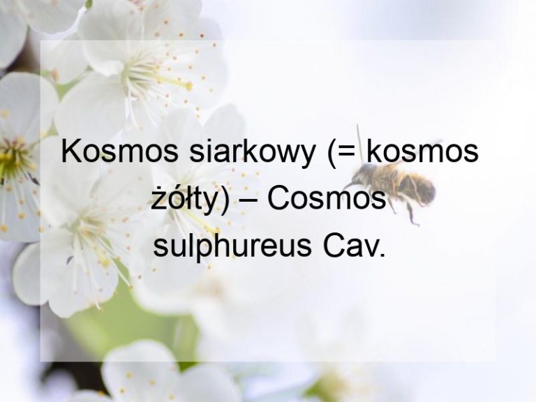 Kosmos siarkowy (= kosmos żółty) – Cosmos sulphureus Cav.
