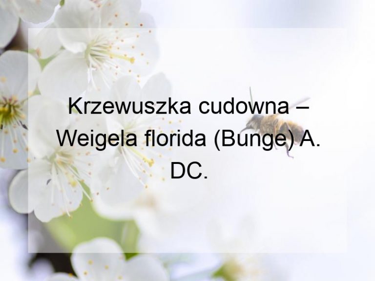 Krzewuszka cudowna – Weigela florida (Bunge) A. DC.
