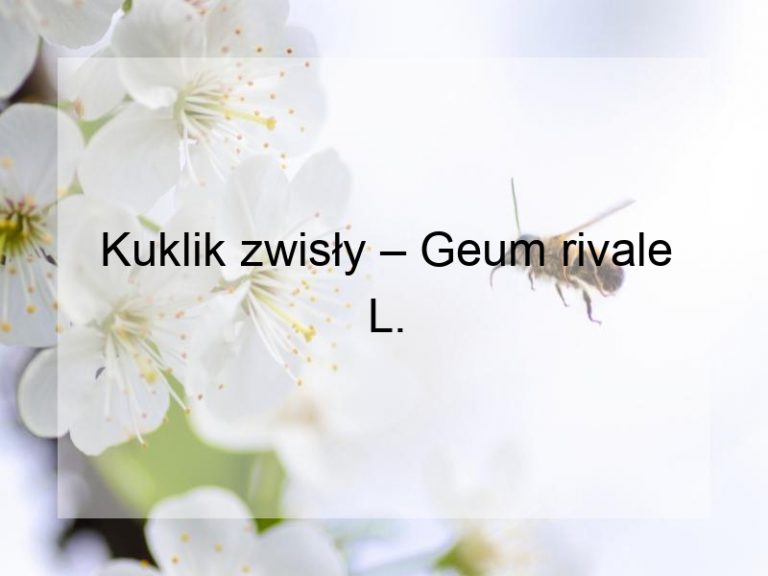 Kuklik zwisły – Geum rivale L.
