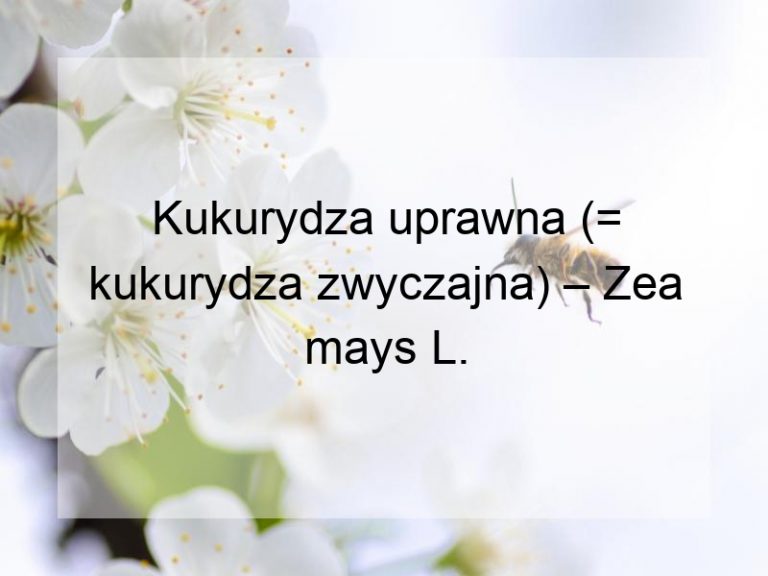 Kukurydza uprawna (= kukurydza zwyczajna) – Zea mays L.