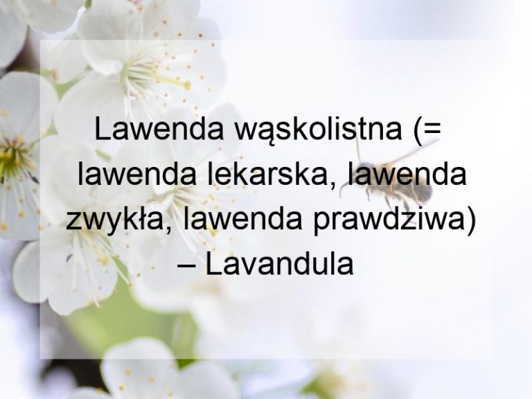 Lawenda wąskolistna (= lawenda lekarska, lawenda zwykła, lawenda prawdziwa) – Lavandula angustifolia Mill.