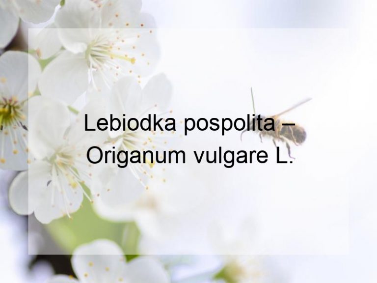 Lebiodka pospolita – Origanum vulgare L.