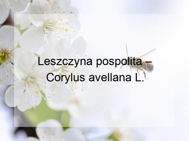 Leszczyna pospolita – Corylus avellana L.
