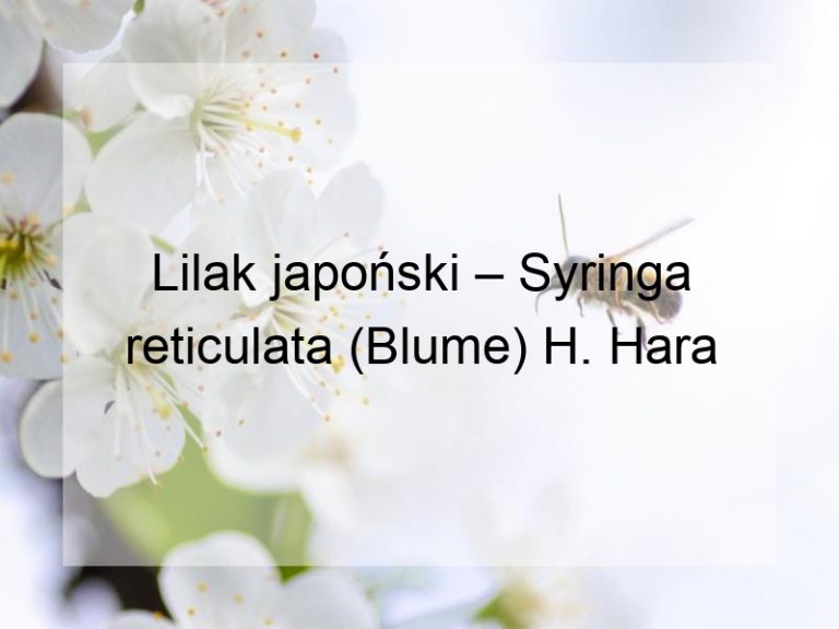 Lilak japoński – Syringa reticulata (Blume) H. Hara