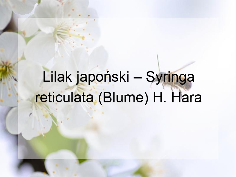 Lilak japoński – Syringa reticulata (Blume) H. Hara