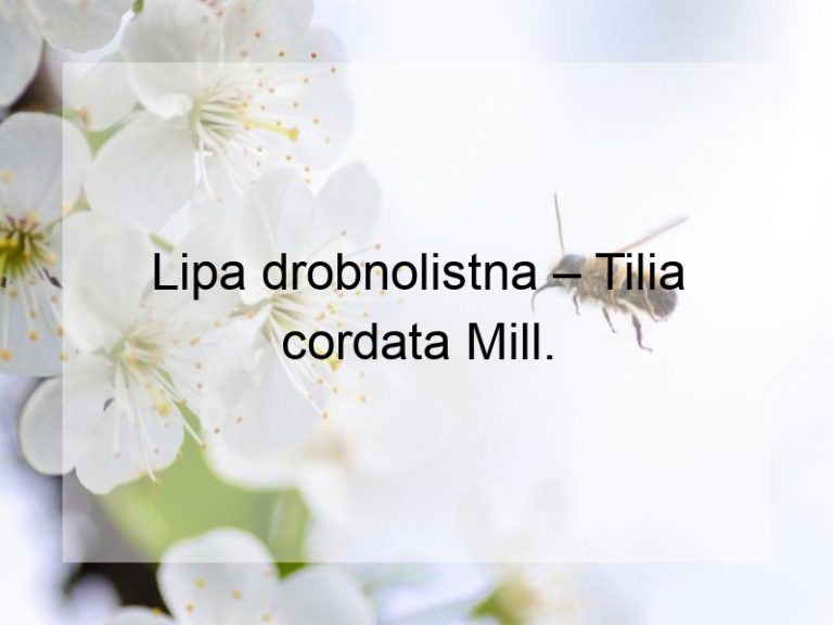 Lipa drobnolistna – Tilia cordata Mill.