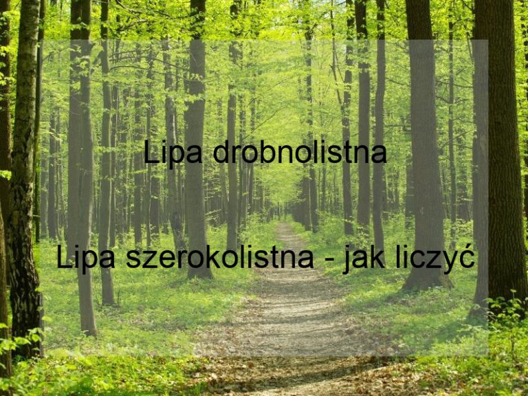 Lipa drobnolistna
Lipa szerokolistna - jak liczyć wiek drzewa w latach?